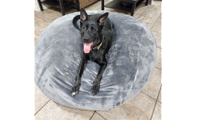 Lost Pet: Blue Mist