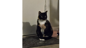 Lost Pet: Nala