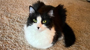 Lost Pet: Noa