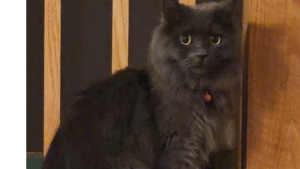 Lost Pet: Grayson