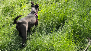 Lost Pet: Cocoa