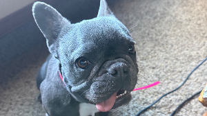 Lost Pet: Navy