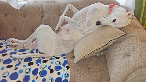 Lost Pet: Opal mae