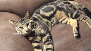 Lost Pet: Tiberius