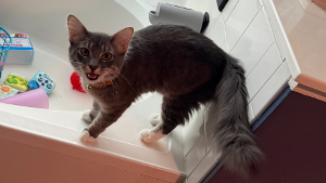Lost Pet: Rocket