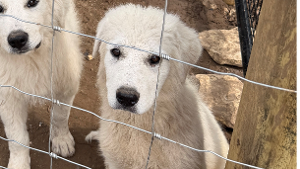 Lost Pet: Dolly Parton