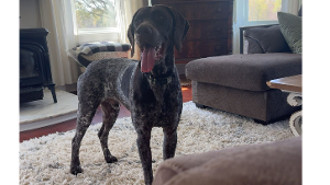 Lost Pet: Trigger