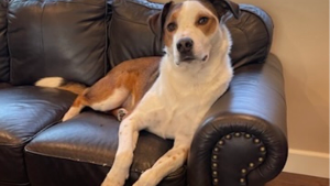 Lost Pet: Scotch