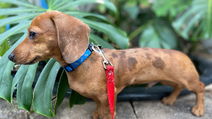 Lost Pet: Chloe