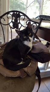Lost Pet: Kit
