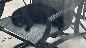Lost Pet: LUCKY