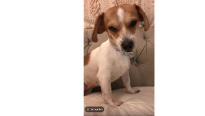 Lost Pet: Jewel