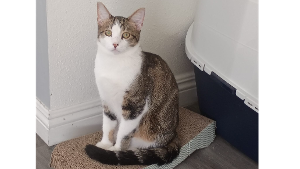 Lost Pet: Finn