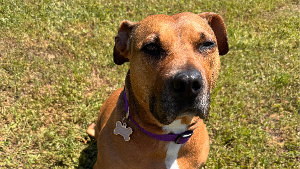 Lost Pet: Abby