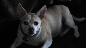 Lost Pet: Cotten