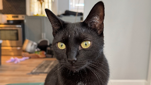 Lost Pet: Parsnip SL # 42551