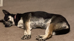 Lost Pet: Merlot