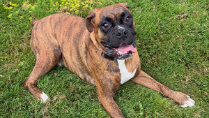 Lost Pet: Bowser