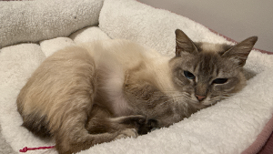 Lost Pet: Cookie
