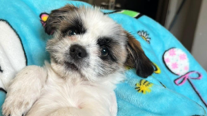 Lost Pet: Gizmo