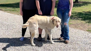 Lost Pet: Cooper