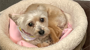 Lost Pet: Bella