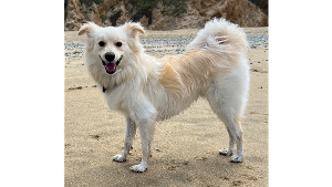 Lost Pet: Eddie
