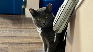 Lost Pet: Stormy