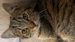 Lost Pet: Oliver