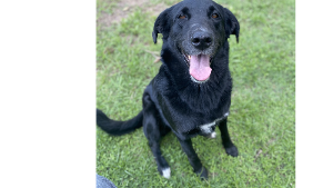 Lost Pet: Luna