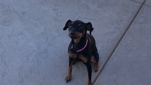 Lost Pet: Bambi