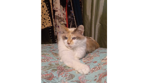 Lost Pet: Misty