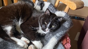 Lost Pet: Bubbie