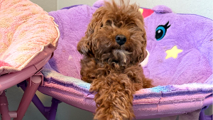 Lost Pet: Chanel