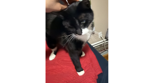 Lost Pet: ricky
