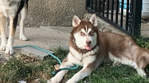 Lost Pet: Kiko