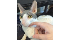 Lost Pet: Yoshi