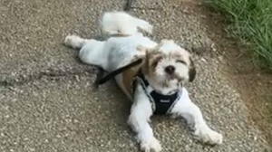 Lost Pet: Milo
