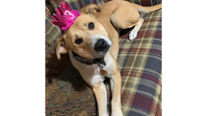 Lost Pet: Kayla