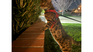 Lost Pet: Pepita