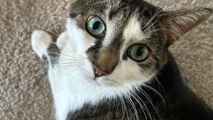 Lost Pet: Lacy
