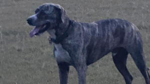 Lost Pet: Rocky
