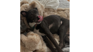 Lost Pet: Rue