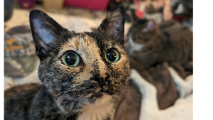 Lost Pet: Maisie