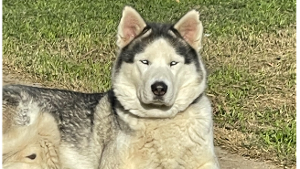Lost Pet: major 