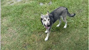 Lost Pet: Luna