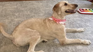 Lost Pet: Eevie