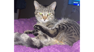 Lost Pet: Lark