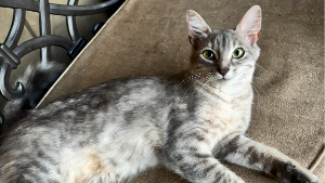 Lost Pet: Goober