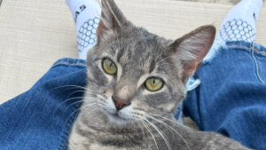 Lost Pet: Booger